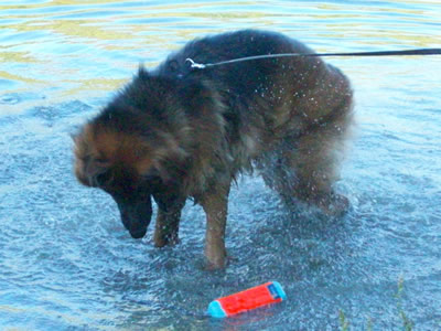2012: Amigo Search & Rescue Dogs - September 2012